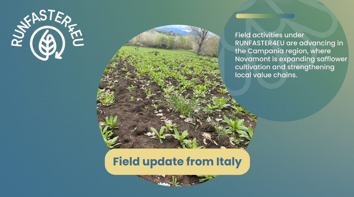 field-updates-italy-Safflower-Cultivation-in-Campania